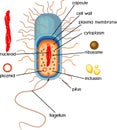 Bacterial cell structure. Prokaryotic cell with nucleoid